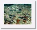 06-Bequia - 09